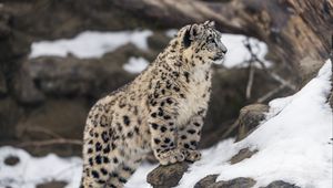 Превью обои леопард, снег, пятна, хищник, большая кошка, животное