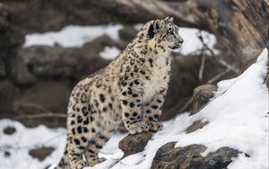 Превью обои леопард, снег, пятна, хищник, большая кошка, животное