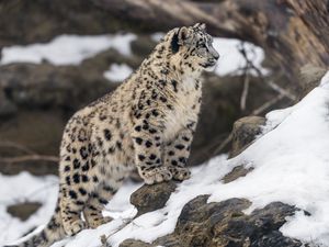Превью обои леопард, снег, пятна, хищник, большая кошка, животное