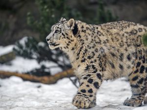 Превью обои леопард, снег, природа, шерсть, животное