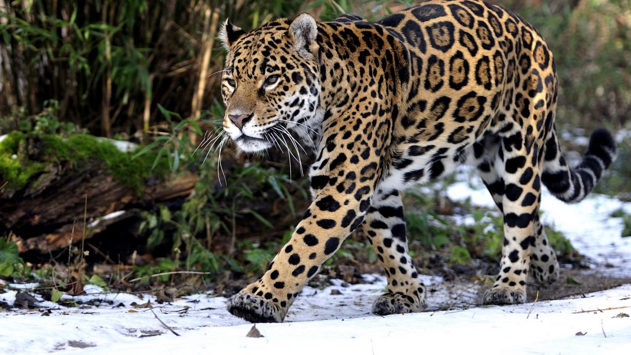 Обои леопард, снег, прогулка, хищник