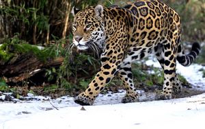 Превью обои леопард, снег, прогулка, хищник