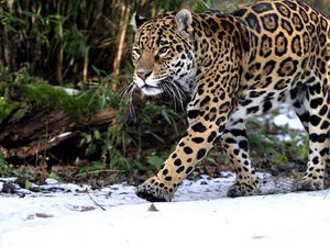 Превью обои леопард, снег, прогулка, хищник
