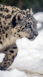 Превью обои леопард, снег, взгляд, природа, животное