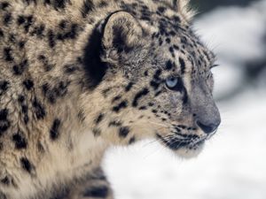Превью обои леопард, снег, взгляд, природа, животное