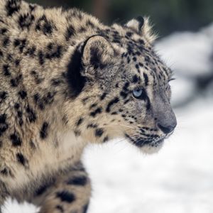 Превью обои леопард, снег, взгляд, природа, животное