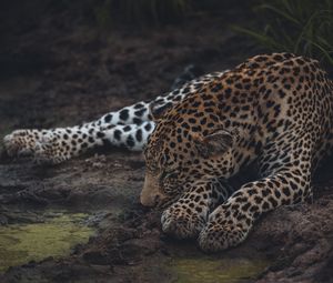 Превью обои леопард, сон, большая кошка, хищник, дикая природа