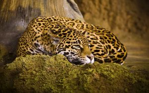 Превью обои леопард, сон, пятнистый, большая кошка