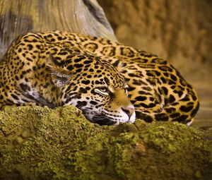 Превью обои леопард, сон, пятнистый, большая кошка