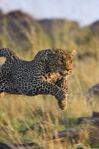 Превью обои леопард, трава, бежать, прыжок, охота