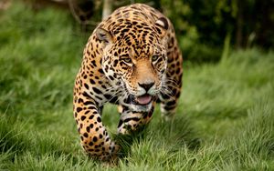 Превью обои леопард, трава, бежать, большая кошка