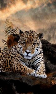 Превью обои леопард, трава, большая кошка, хищник, лежать, камни