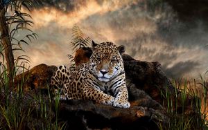 Превью обои леопард, трава, большая кошка, хищник, лежать, камни