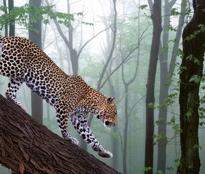 Превью обои леопард, ветка, деревья, лес, туман