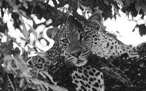Превью обои леопард, взгляд, хищник, животное, черно-белый