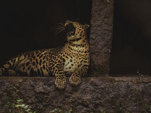 Превью обои леопард, зев, большая кошка, дикая природа, хищник