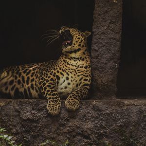 Превью обои леопард, зев, большая кошка, дикая природа, хищник