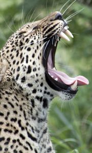 Превью обои леопард, зев, высунутый язык, большая кошка, хищник