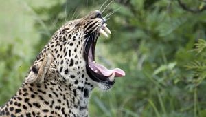 Превью обои леопард, зев, высунутый язык, большая кошка, хищник