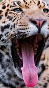 Превью обои леопард, зевать, язык, взгляд, хищник