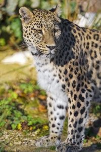 Превью обои леопард, животное, большая кошка, хищник, дикая природа