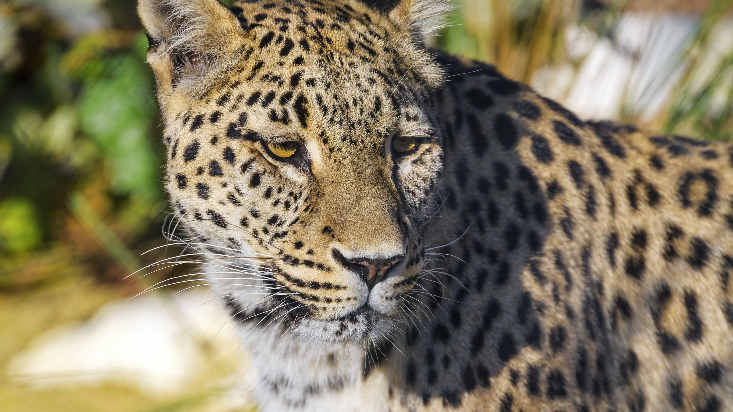 Leopard x. Хищные животные. Леопард фото. Хищные животные фото на заставку. Обои на рабочий стол Дикие кошки.