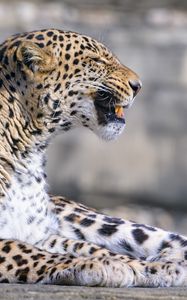 Превью обои леопард, животное, хищник, оскал, большая кошка