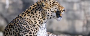 Превью обои леопард, животное, хищник, оскал, большая кошка