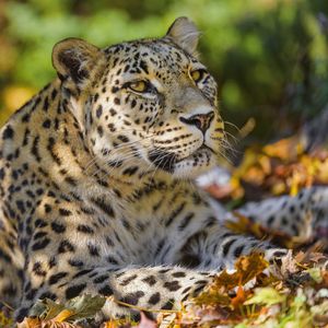Превью обои леопард, животное, хищник, взгляд, опавшие листья