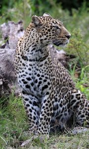 Превью обои леопард, животное, хищник, большая кошка, саванна, дикая природа