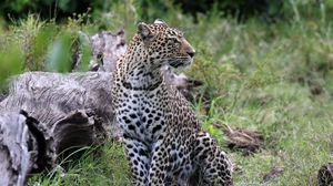 Превью обои леопард, животное, хищник, большая кошка, саванна, дикая природа
