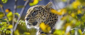 Превью обои леопард, животное, взгляд, хищник, дикая природа, большая кошка