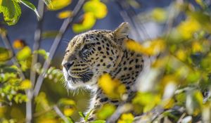 Превью обои леопард, животное, взгляд, хищник, дикая природа, большая кошка