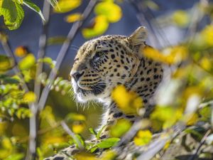 Превью обои леопард, животное, взгляд, хищник, дикая природа, большая кошка