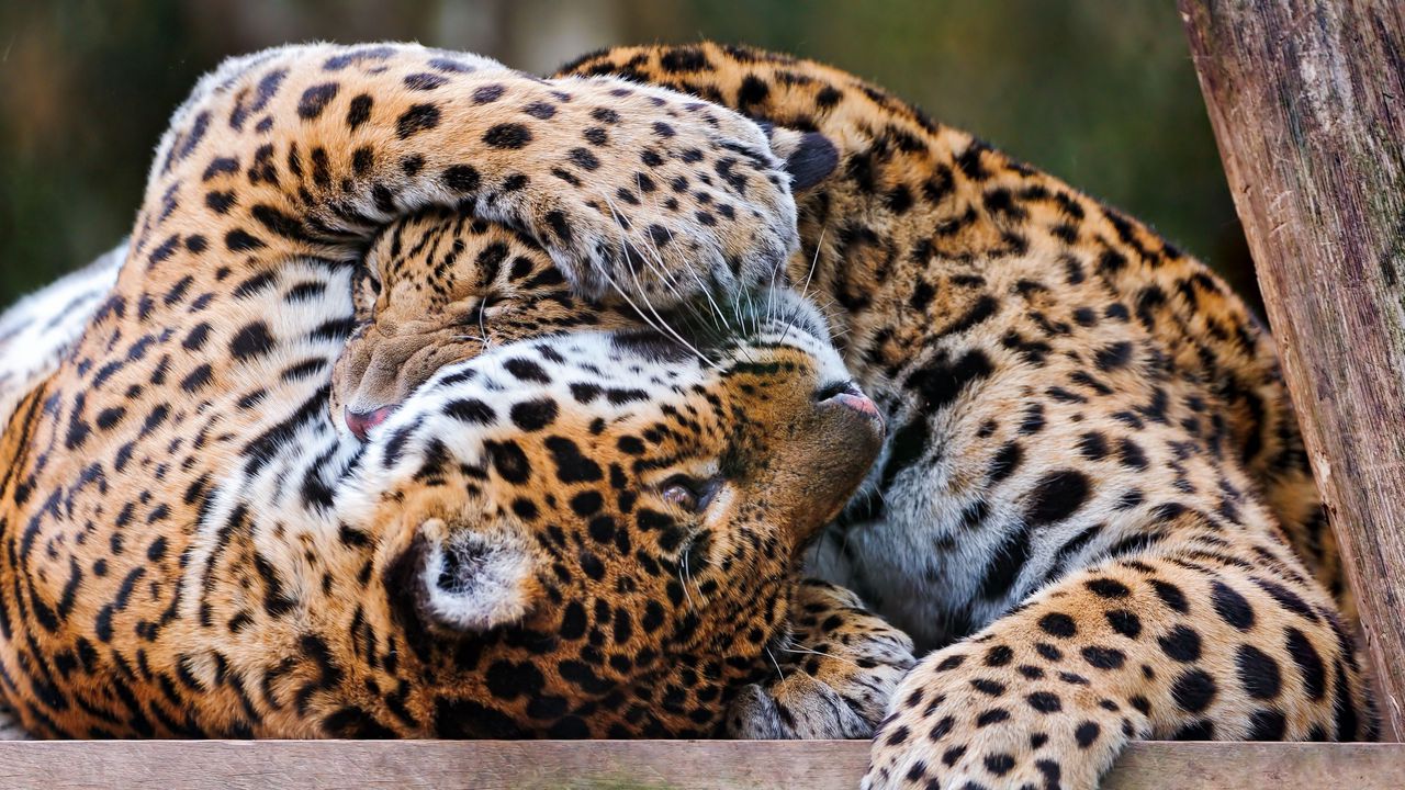 Обои леопарды, пара, игривые, хищники