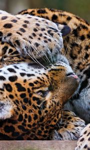 Превью обои леопарды, пара, игривые, хищники