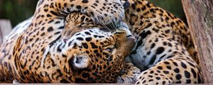 Превью обои леопарды, пара, игривые, хищники
