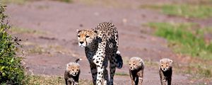 Превью обои леопарды, прогулка, семья