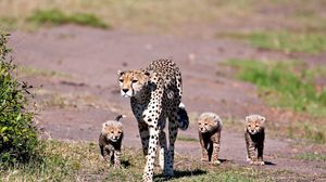 Превью обои леопарды, прогулка, семья