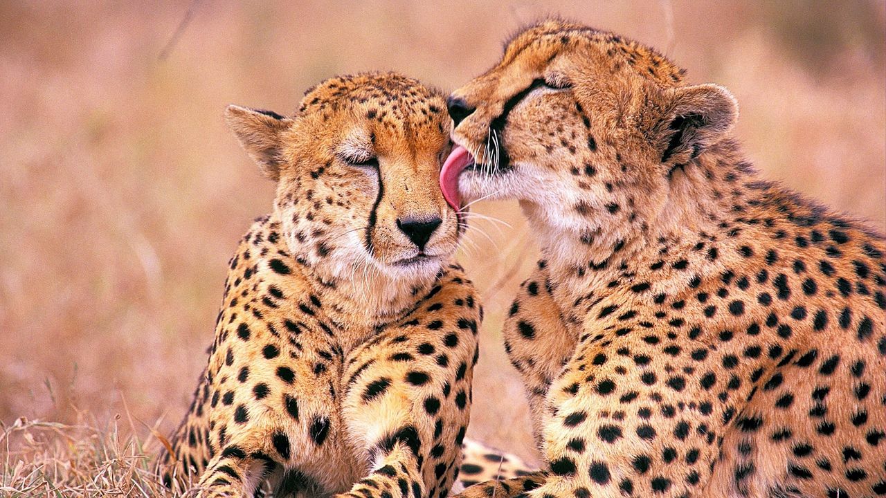 Обои леопарды, семья, нежность