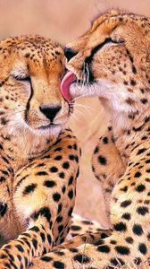Превью обои леопарды, семья, нежность