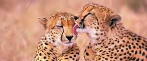 Превью обои леопарды, семья, нежность