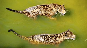 Превью обои леопарды, вода, плавать, хищники, большие кошки