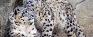 Превью обои леопарды, взгляд, шерсть, камни, животные