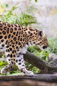 Превью обои леопард, движение, хищник, большая кошка, животное