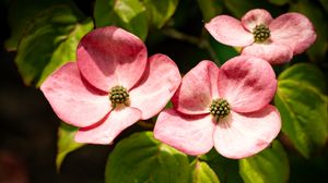 Превью обои лепестки, листья, цветы, розовый, зеленый, макро