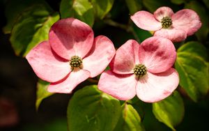 Превью обои лепестки, листья, цветы, розовый, зеленый, макро