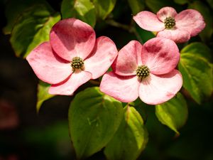 Превью обои лепестки, листья, цветы, розовый, зеленый, макро