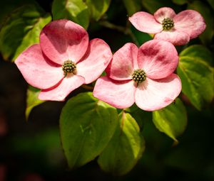 Превью обои лепестки, листья, цветы, розовый, зеленый, макро