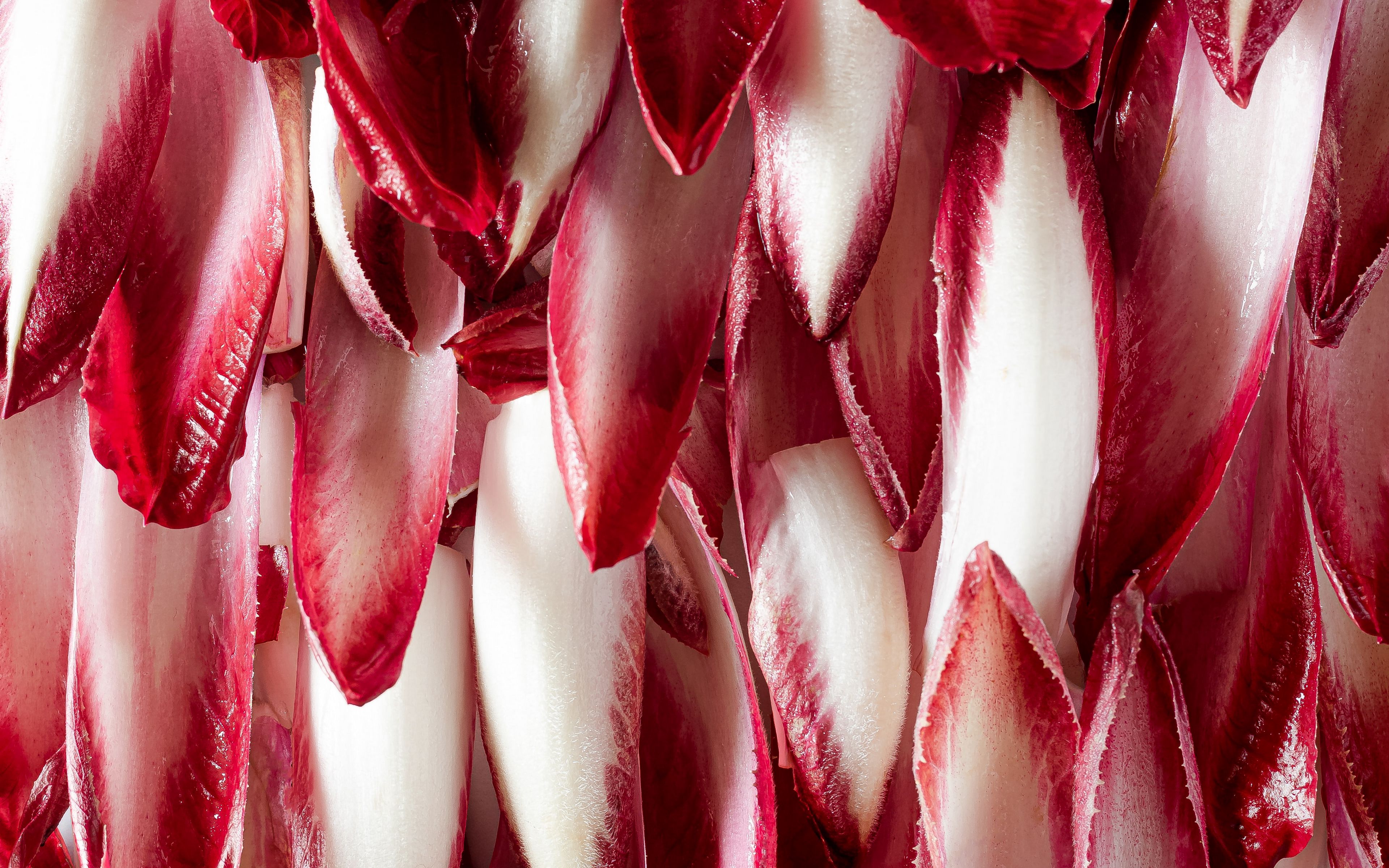 Картина лепестки. Radicchio Red long.